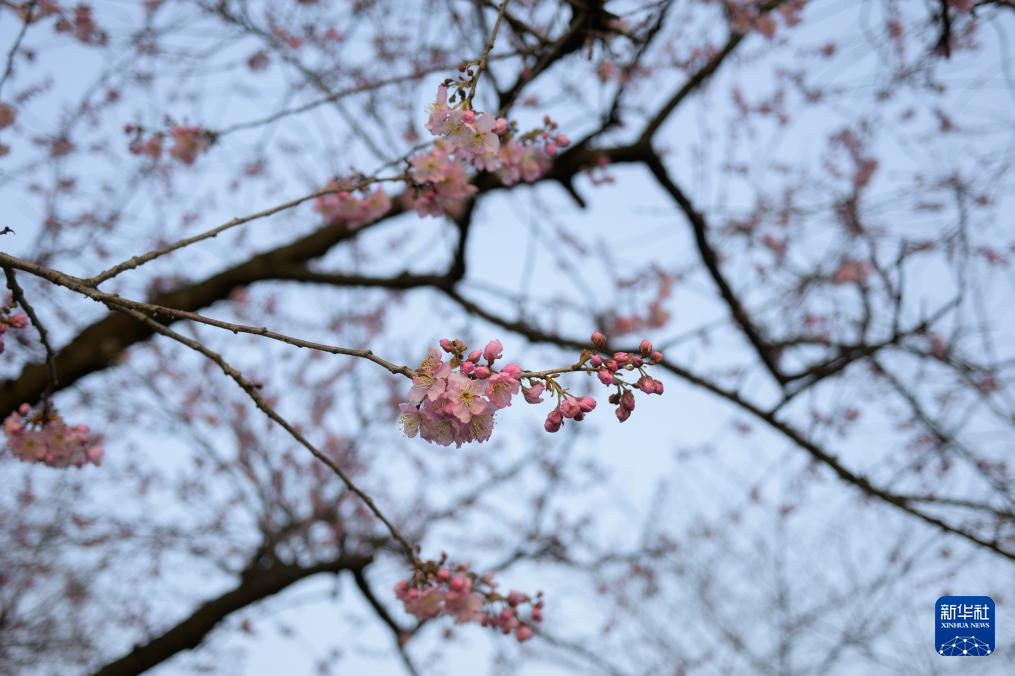 content=b(图1)