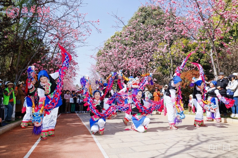 昆明呈贡区2024洛龙公园首届樱花节浪漫启幕(图2)