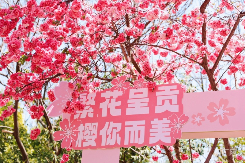昆明呈贡区2024洛龙公园首届樱花节浪漫启幕(图1)