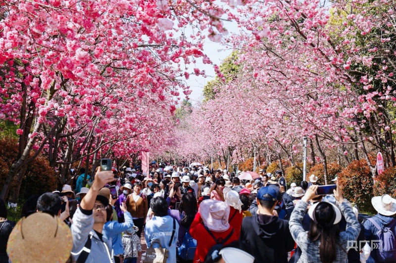 昆明呈贡区2024洛龙公园首届樱花节浪漫启幕(图3)