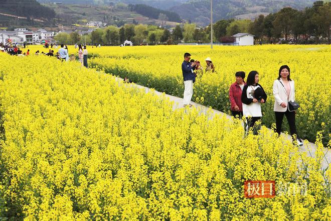 2024年最美赏花季暨“竹溪四季”全国摄影大赛开赛(图2)