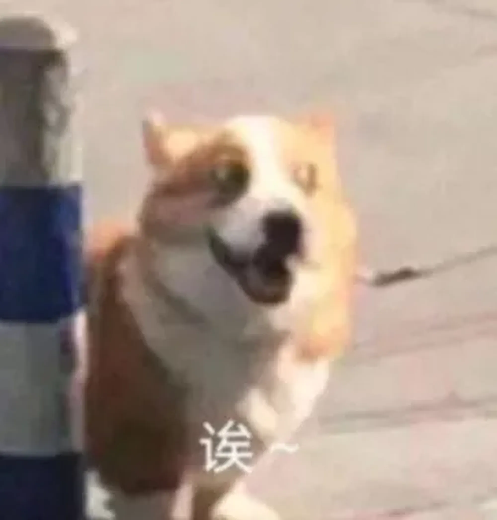 这个摄影师很厉害啊(图1)