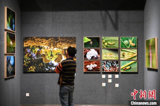 百余幅生态艺术摄影作品亮相昆明展示云南生物多样性之美(图1)