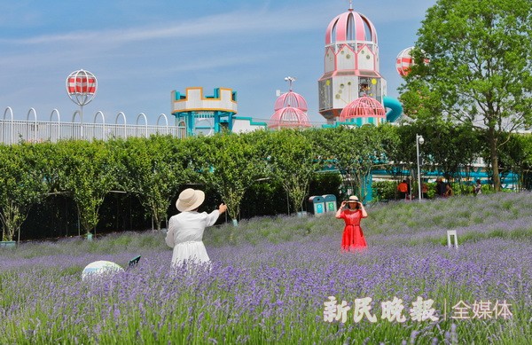 第七届“2024上海薰衣草节”拉开帷幕(图2)