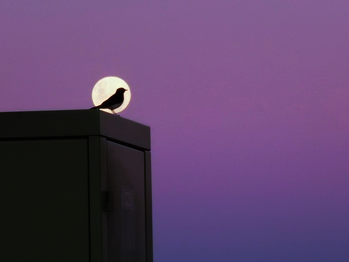 华为影像十二年展及2024华为影像大赛启幕科技与艺术的融合共生(图4)