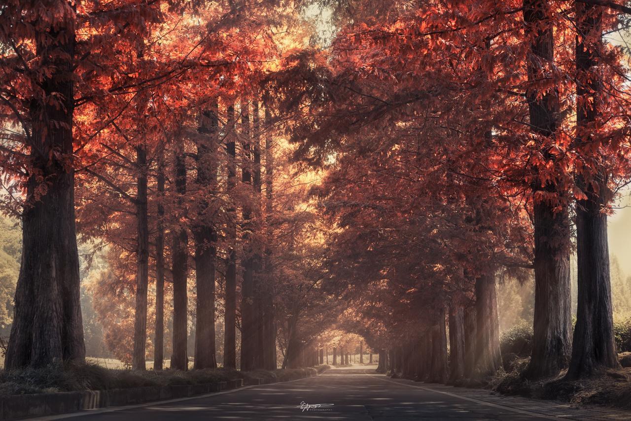 2024秋季摄影攻略如何把枫叶大片拍出新意完爆朋友圈华东旅游攻略-游侠客旅行(图1)