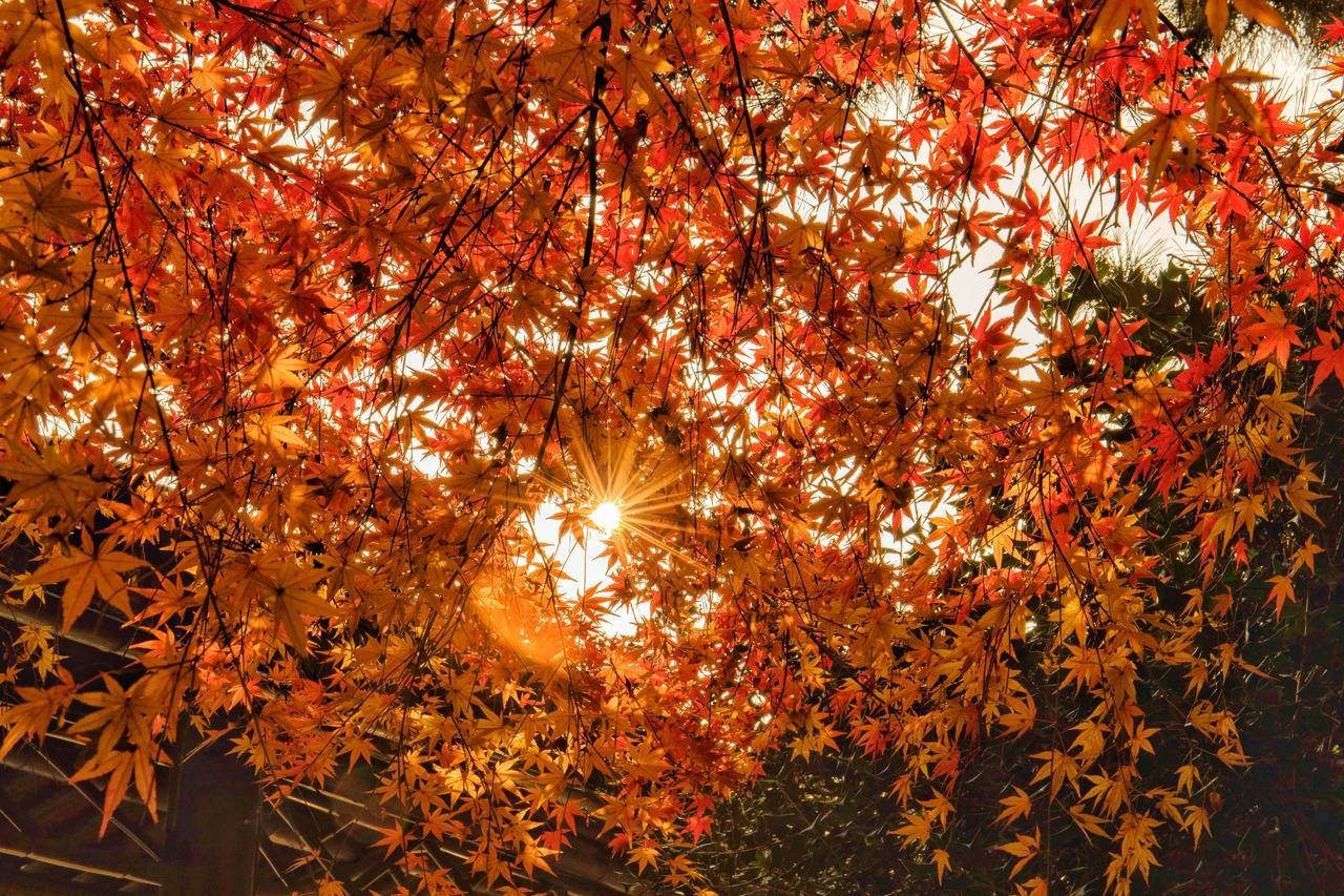 2024秋季摄影攻略如何把枫叶大片拍出新意完爆朋友圈华东旅游攻略-游侠客旅行(图2)