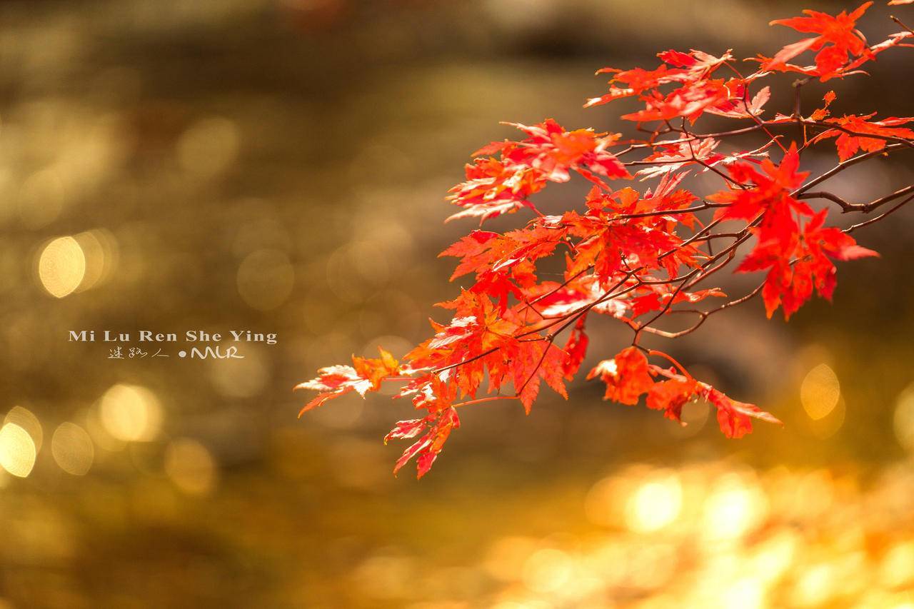 2024秋季摄影攻略如何把枫叶大片拍出新意完爆朋友圈华东旅游攻略-游侠客旅行(图3)