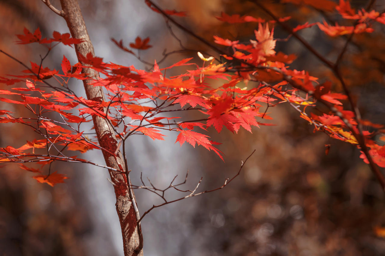 2024秋季摄影攻略如何把枫叶大片拍出新意完爆朋友圈华东旅游攻略-游侠客旅行(图4)