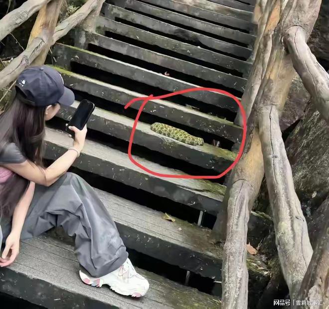 女子惊遇五百万“莽山烙铁头”近距离拍照不当回事！网友：无知(图1)