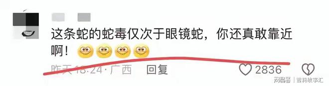 女子惊遇五百万“莽山烙铁头”近距离拍照不当回事！网友：无知(图4)