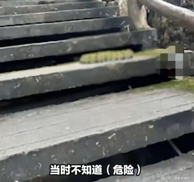 女子惊遇五百万“莽山烙铁头”近距离拍照不当回事！网友：无知(图3)