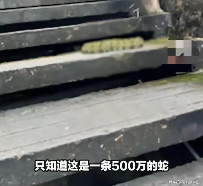 女子惊遇五百万“莽山烙铁头”近距离拍照不当回事！网友：无知(图2)