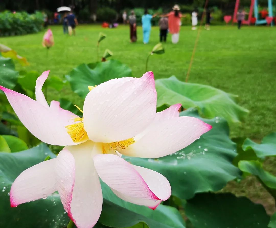 快来拍照打卡桂林夏日“顶流”上线！即将刷屏……(图1)