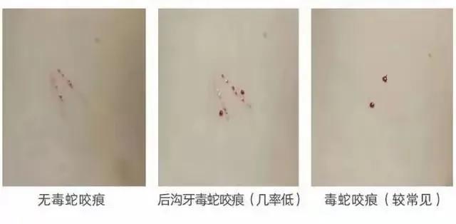 武汉江滩一条大蛇盘在监控上蛇说：老是对我拍照我上来瞅瞅(图7)