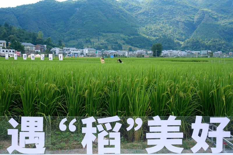 绥阳县旺草镇2024年稻田音乐节：将音乐“热度”转化为旅游“增量”(图2)