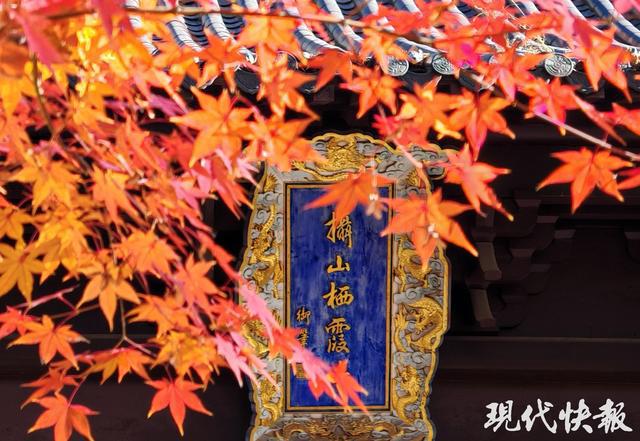 寻找栖霞山最佳机位跟着资深摄影师打卡绝美“枫”景(图1)