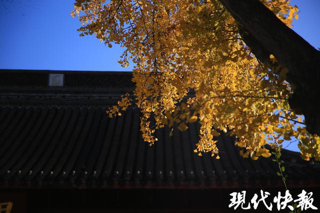 寻找栖霞山最佳机位跟着资深摄影师打卡绝美“枫”景(图5)