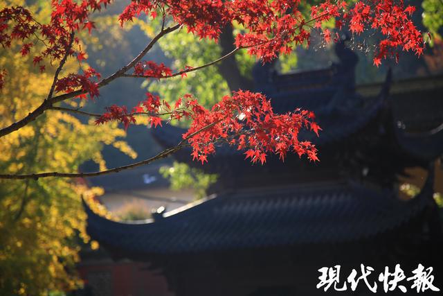 寻找栖霞山最佳机位跟着资深摄影师打卡绝美“枫”景(图4)