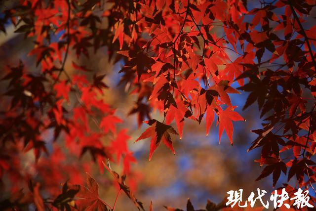 寻找栖霞山最佳机位跟着资深摄影师打卡绝美“枫”景(图6)