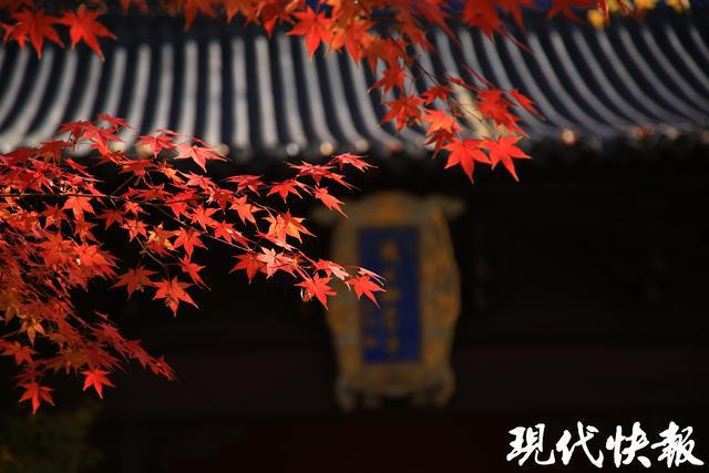 寻找栖霞山最佳机位跟着资深摄影师打卡绝美“枫”景(图8)
