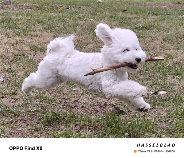 OPPOFindX8Pro被低估了：影像最卷的高端旗舰(图2)