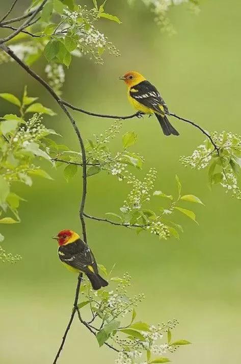 4月拍一组新绿更养眼！试试这样拍～(图4)