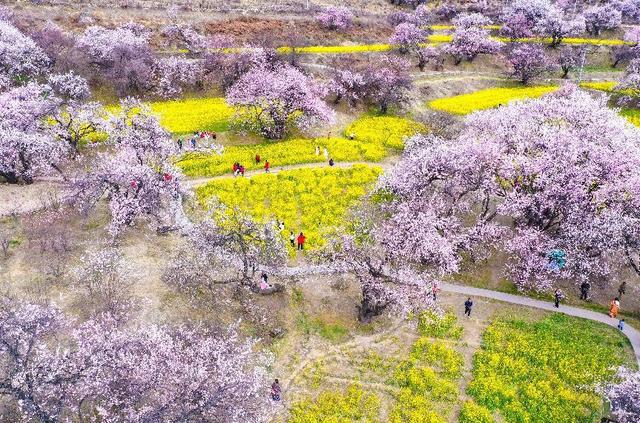 林芝桃花别样红｜藏域映象集(图4)
