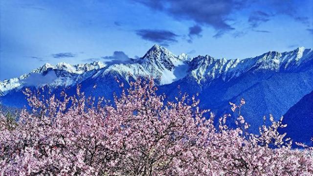 林芝桃花别样红｜藏域映象集(图1)