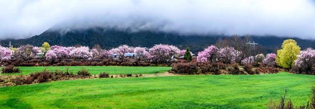 林芝桃花别样红｜藏域映象集(图7)