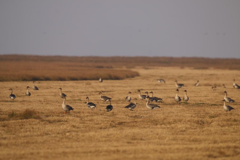 洞庭湖深处的候鸟保护站(图2)