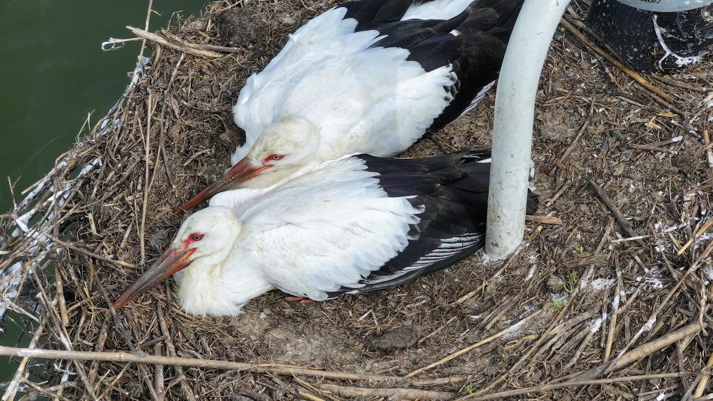 洞庭湖深处的候鸟保护站(图1)