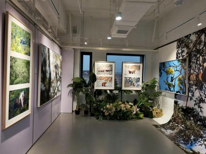 小熊猫、金丝猴、亚洲象做客“摄影小镇”超过十五万人看过的展来静安了(图8)