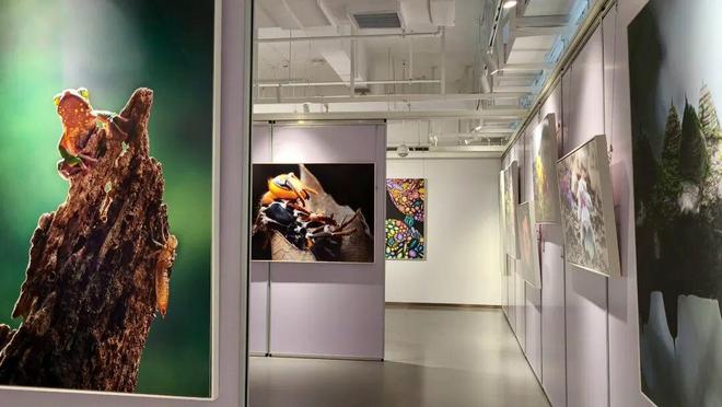 小熊猫、金丝猴、亚洲象做客“摄影小镇”超过十五万人看过的展来静安了(图2)