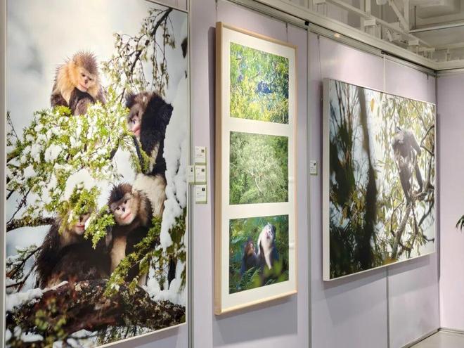 小熊猫、金丝猴、亚洲象做客“摄影小镇”超过十五万人看过的展来静安了(图7)