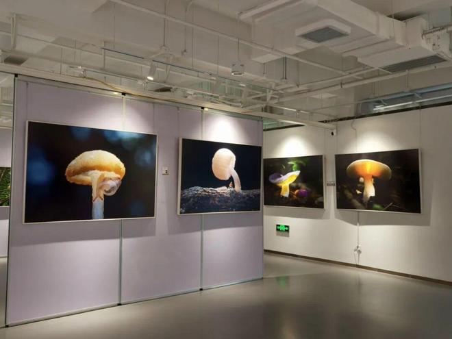 小熊猫、金丝猴、亚洲象做客“摄影小镇”超过十五万人看过的展来静安了(图6)