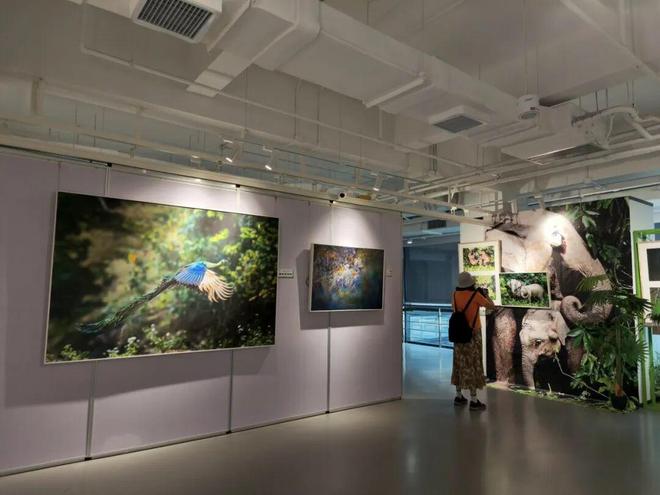 小熊猫、金丝猴、亚洲象做客“摄影小镇”超过十五万人看过的展来静安了(图3)