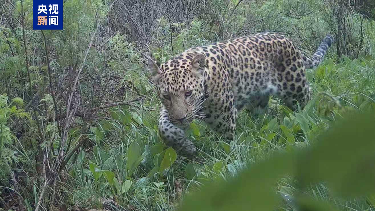 珍贵影像+1河北一省级自然保护区连续发现华北豹(图1)