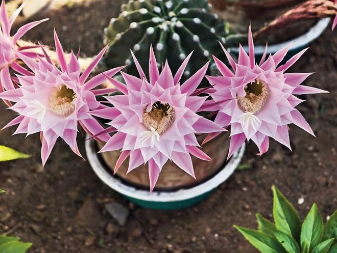 大众摄影杂志刊登 狼牙山下看“村展”——以蕴含学术智慧的品牌推动文艺赋美乡村(图4)