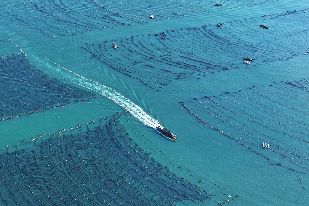 四中全会精神在基层｜山东：耕海牧渔充盈“蓝色粮仓”(图15)