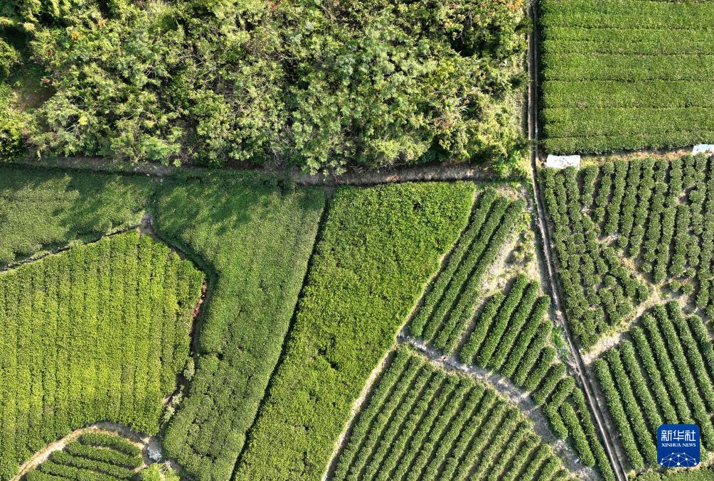 赤溪村的乡村振兴新气象(图7)