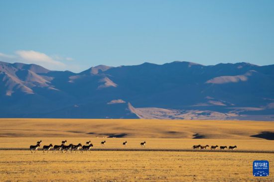 寥廓羌塘生灵福地(图3)