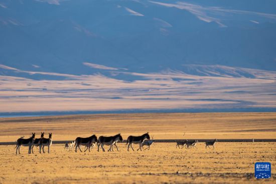寥廓羌塘生灵福地(图2)