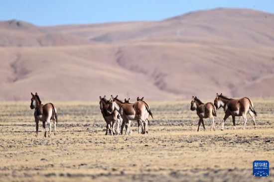 寥廓羌塘生灵福地(图1)