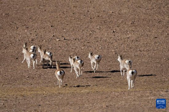 寥廓羌塘生灵福地(图5)