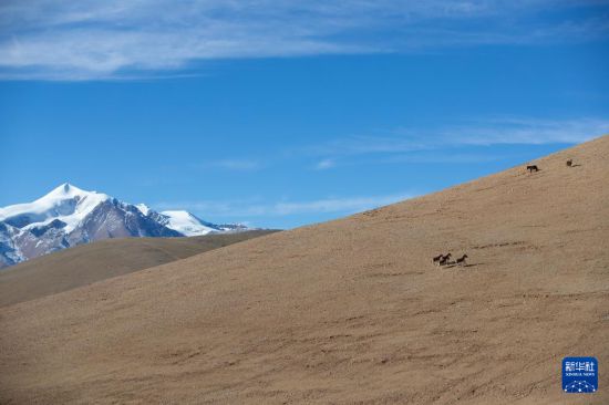 寥廓羌塘生灵福地(图4)