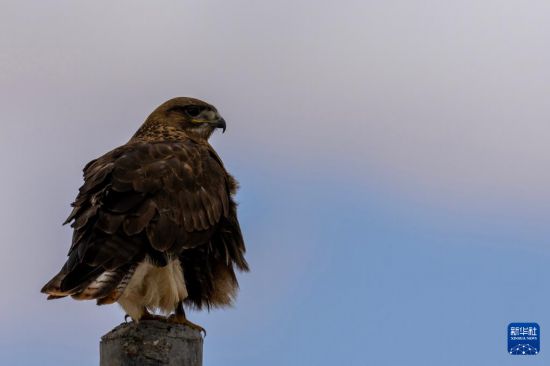 寥廓羌塘生灵福地(图6)
