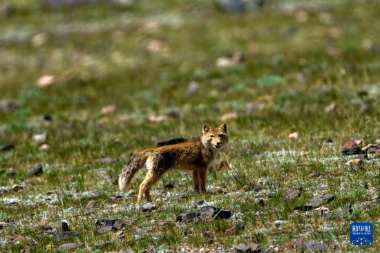 寥廓羌塘生灵福地(图9)