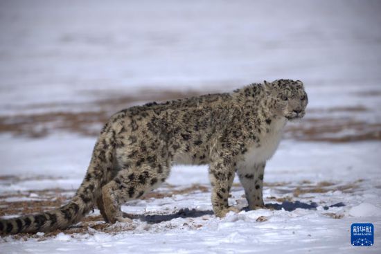 寥廓羌塘生灵福地(图8)