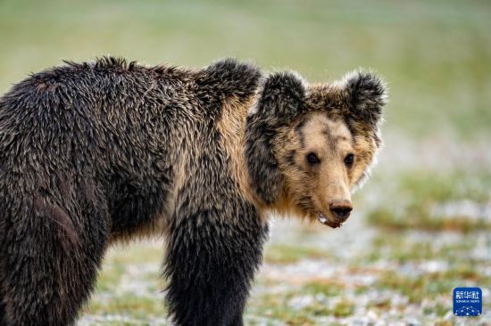 寥廓羌塘生灵福地(图7)